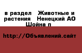  в раздел : Животные и растения . Ненецкий АО,Шойна п.